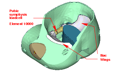 Pubic_Symphysis_Force